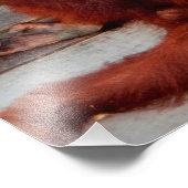 Borneo orangutan foto afdruk (Hoek)