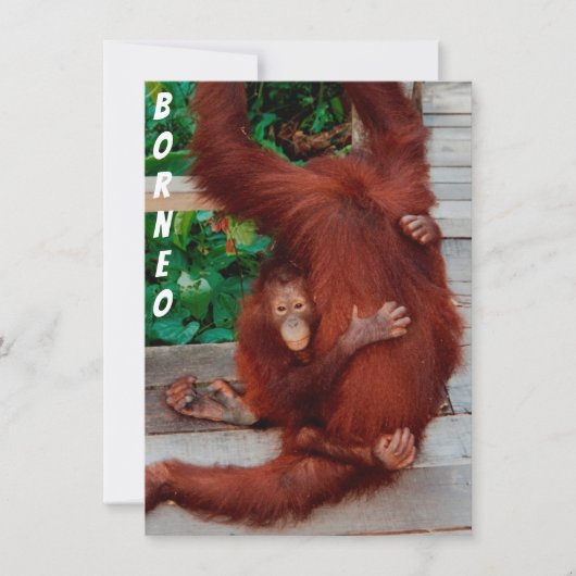 Borneo orangutan-kaart (Voorkant)