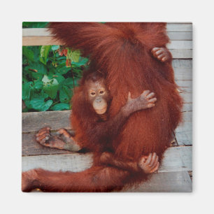 Borneo orangutan magneet
