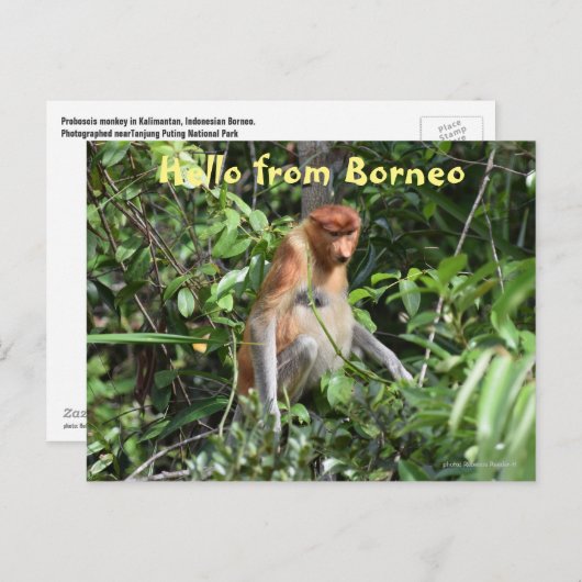 Borneo Proboscis aap Indonesië Wildlife Briefkaart (Voorkant / Achterkant)