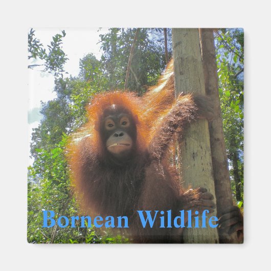 Borneo Wildlife Magneet (Voorkant)