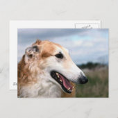 Borzoi Briefkaart (Voorkant / Achterkant)