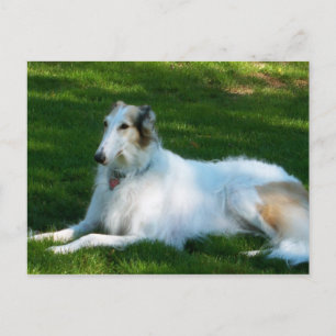 "Borzoi" Dog Photography Briefkaart