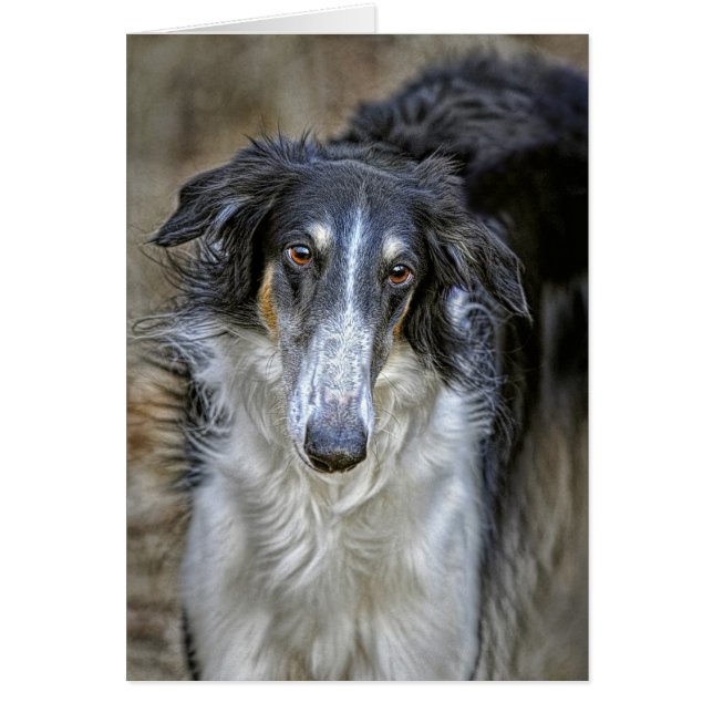 Borzoi Rescue Dog (Voorkant)