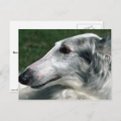 Borzoi, Russische Wolfhound Briefkaart (Voorkant / Achterkant)