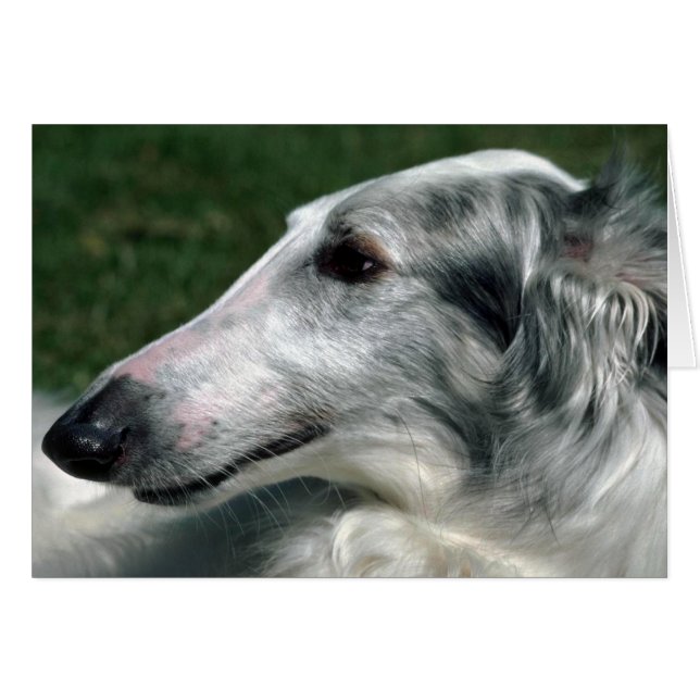Borzoi, Wolfhound russe (Devant horizontal)
