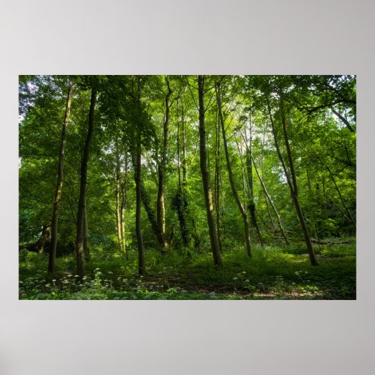 Bos. Blackweir Bossen, Bute Park, Cardiff Poster (Voorkant)