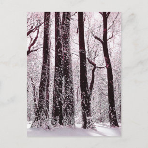 BOS BOS BESCHNEIEMDE WINTERLANDSCHAP  BRIEFKAART