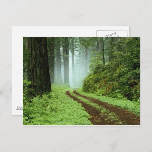 Bos Briefkaart (Voorkant / Achterkant)