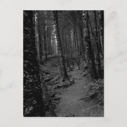 Bos Briefkaart (Voorkant)