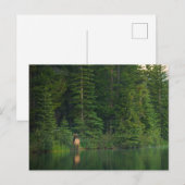 Bos | Elk in het nationale park Alberta Banff Briefkaart (Voorkant / Achterkant)