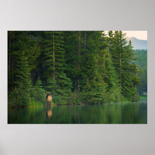 Bos Elk in het nationale park Alberta Banff Poster