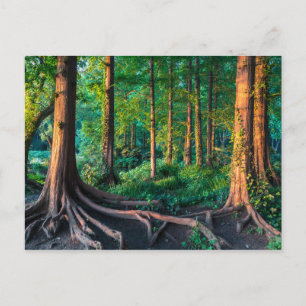 Bos in de zomer briefkaart