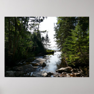 Bos nabij Hunters Beach in Acadia National Park Poster