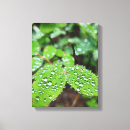 Bos Natuur Canvas Afdruk