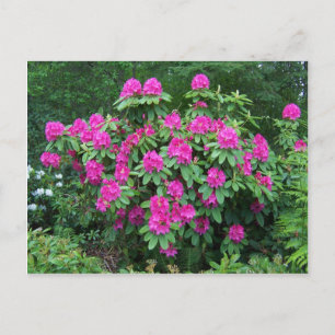 Bos Rododendron Briefkaart
