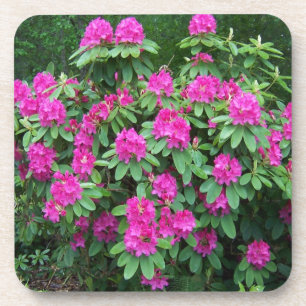 Bos Rododendron Onderzetter