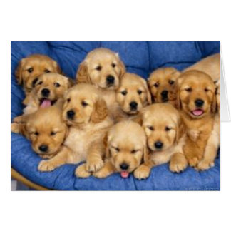 bos van puppies
