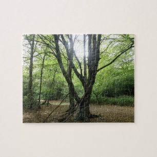 Bos Zonneschijn Puzzel