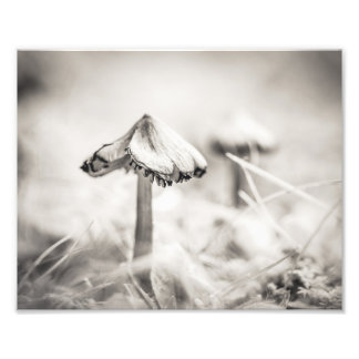 Bosachtige paddestoel zwart-wit fijnkunst foto afdruk