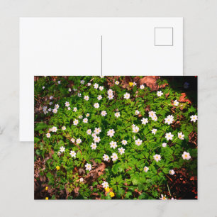 Bosanemoon, mooie witte voorjaarsbloem briefkaart