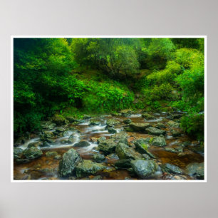 Bosbeek in Weelderig Bosgebied (Dargle Rivier) Poster