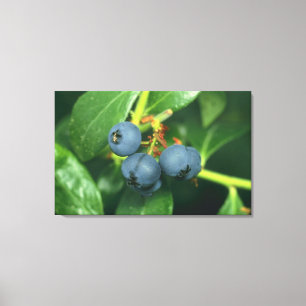 Bosbessen Canvas Afdruk