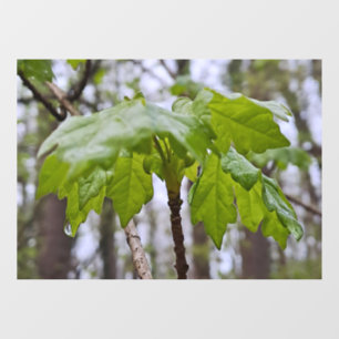 Bosbladeren na regen – Wilde natuur Roemenië Raamsticker