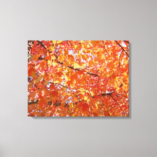 Bosbomen Oranje Herfst Boombladeren Canvas prints