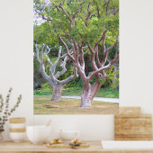 Bosbos Poster van de gumbolieboom (Keuken)