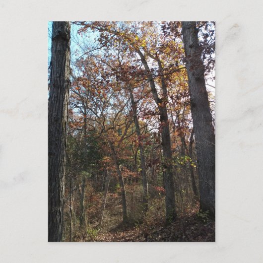 Bosbouwpad Briefkaart (Voorkant)