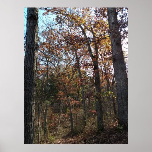 Bosbouwpad Poster (Voorkant)