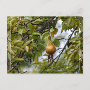 Bosc-peren op de boom briefkaart