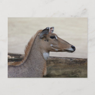 Boselaphus tragocamelus briefkaart
