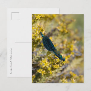 Bosjungfer (Calopteryx virgo) Waterjuffer Briefkaart
