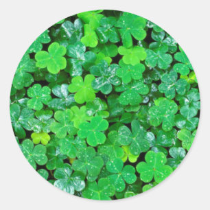 Bosklaver in de lente ronde sticker