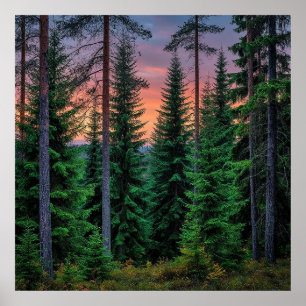 Boslandschap bij zonsondergang met weelderig groen poster