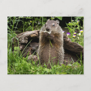 Bosmarmot knabbelend aan een bloem briefkaart