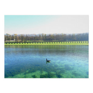 Bosmeer. Gans op water. Perfect Poster