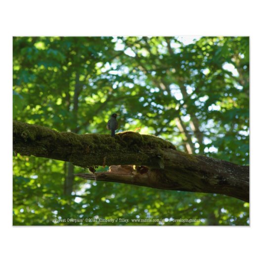 Bosoverschrijding Foto Afdruk (Voorkant)