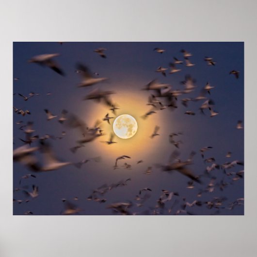 Bosque del Apache National Wildlife Refuge Poster (Voorkant)