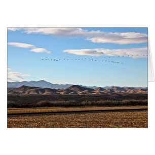 Bosque del Apache, Nouveau-Mexique