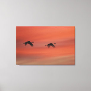 Bosque del Apache Wildlife Refuge   New Mexico Canvas Afdruk