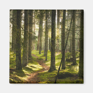 Bossen   Boreaal bos Zweden Magneet