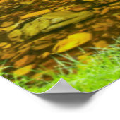 Bossen, de Knysna-Amatole Montane Poster (Hoek)