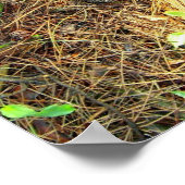 Bossen Floor-Pinecones enz..Poster Poster (Hoek)