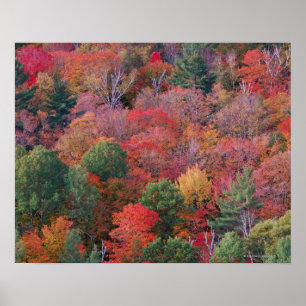 Bossen in de herfst met herfst bladeren.  Algonqui Poster