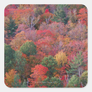 Bossen in de herfst met herfst bladeren.  Algonqui Vierkante Sticker