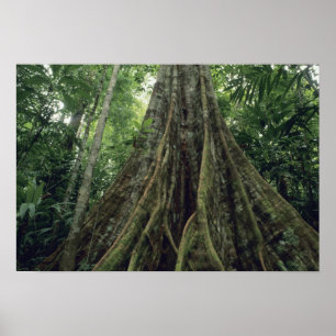 Bossen in het regenwoud, Corcovado Poster