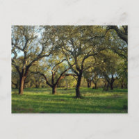 Bossen met kurkeik, Alentejo, Portugal in Europa